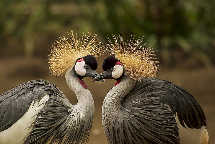 selective-focus of gray Gray-crowned cranes