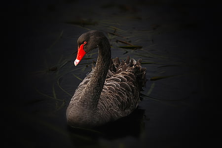 photo of black and gray goose on body of water