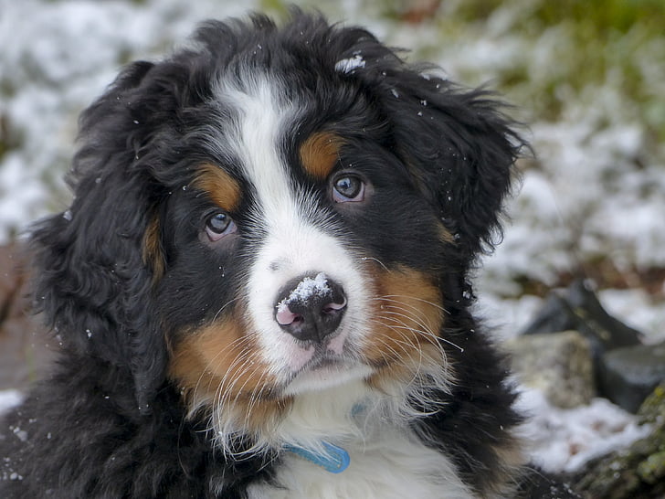 closeup photo of a Bernese Mountain dog puppy