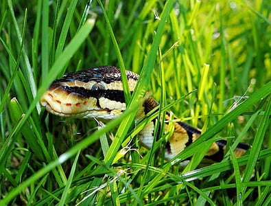 black and brown snake on green grass