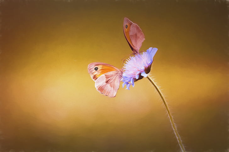 two brown-and-orange butterfly perching on blue flower in close-up photography