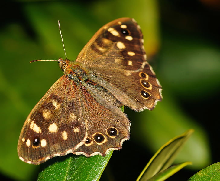 brown peacock butterfly perched on leaf