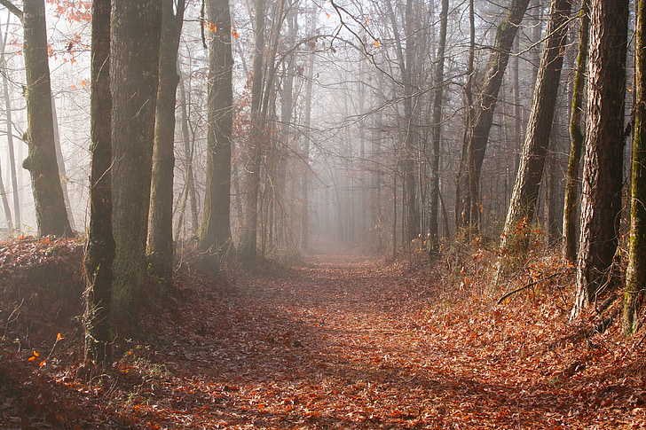 brown pathway between gray trees