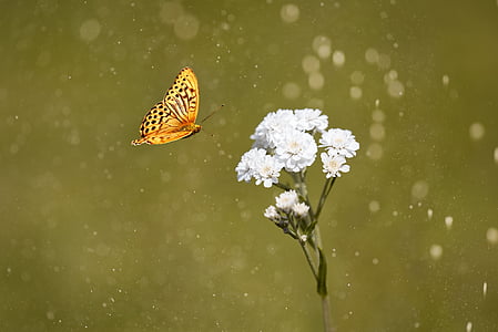 butterfly flying toward the white flower