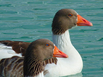two grey and white ducks on body of water at daytime