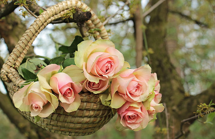 pink-and-green roses on basket