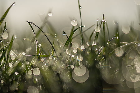 selective focus photograph of grass with water dew