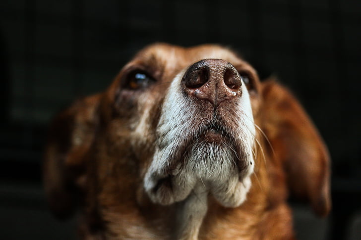 focus photo of short-coated tan dog