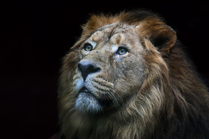 close-up photography of lion