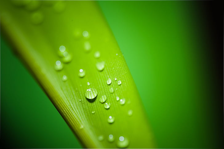 closeup photography of leaf with dewdrops of water