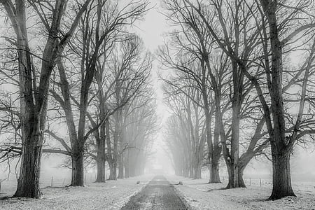 pathway with naked trees covered with snow