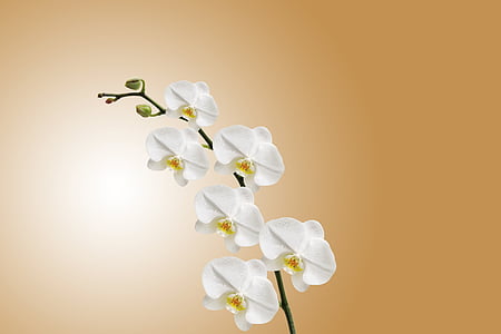 white moth orchid flower