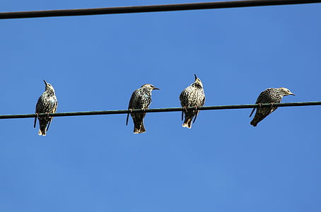 four birds on power cable