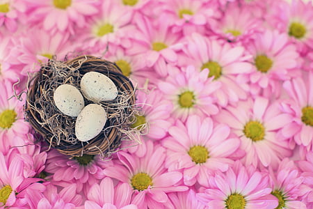 three eggs on nest on pink daisy flowers