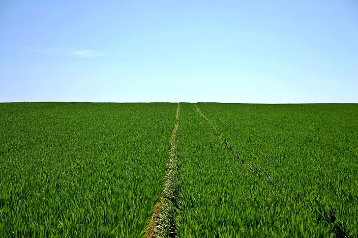green grass field with trail