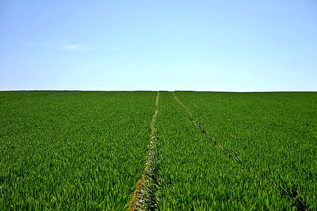 green grass field with trail