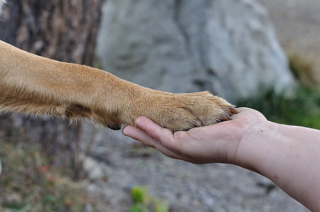 person holding a animal hand