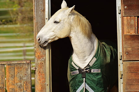 white horse inside brown wooden barn