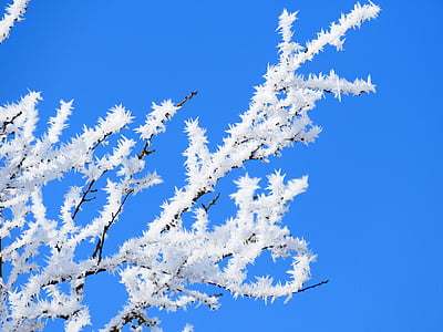 frostbitten tree branches