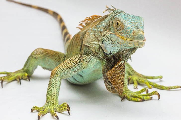 green iguana in closeup photography