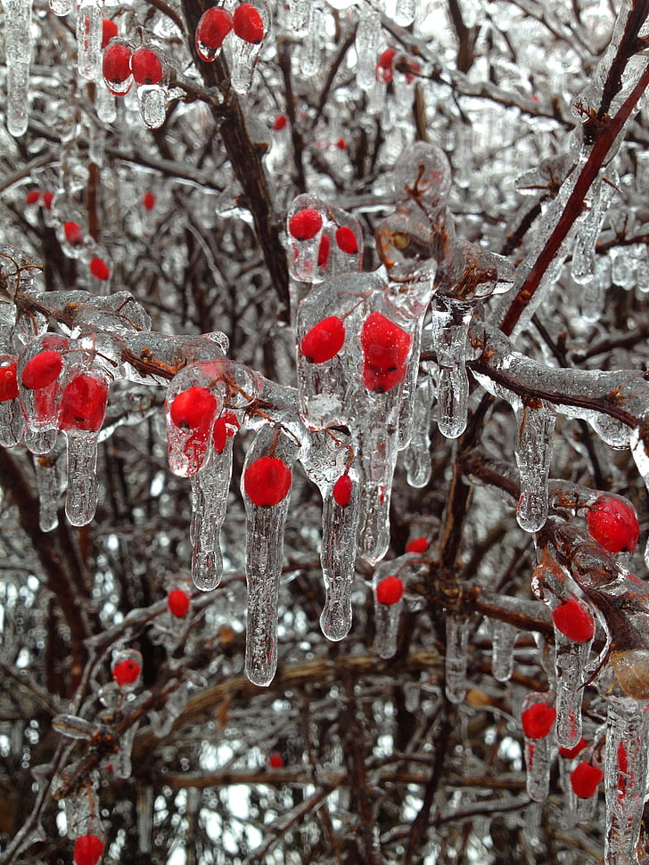 red berries covered with ice