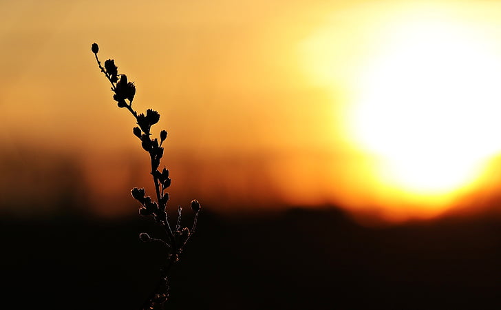 silhouette of plant under golden time