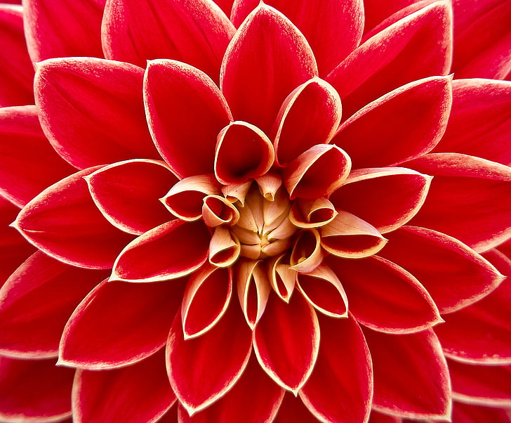 red and beige flower macro photography