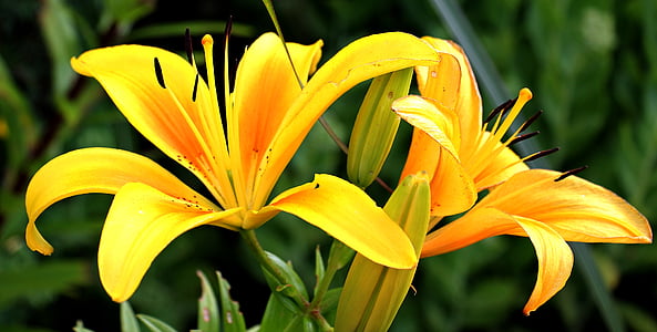 closeup photography of yellow daylilies