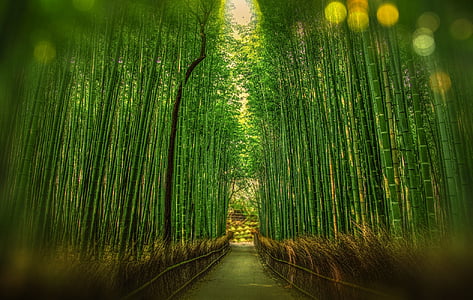 selective focus photography of straight pathway between bamboo trees