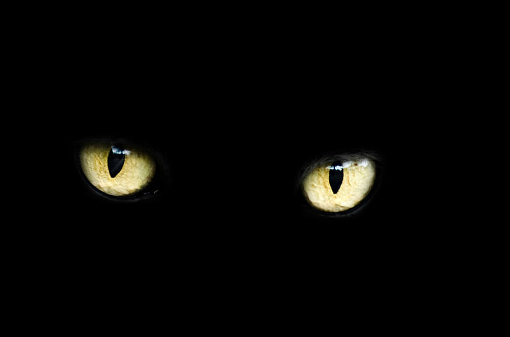 yellow and black cat's eye