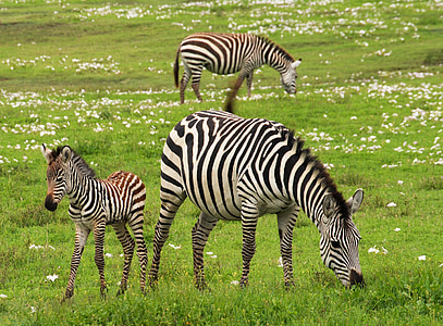 three zebras on field with green grass during daytime