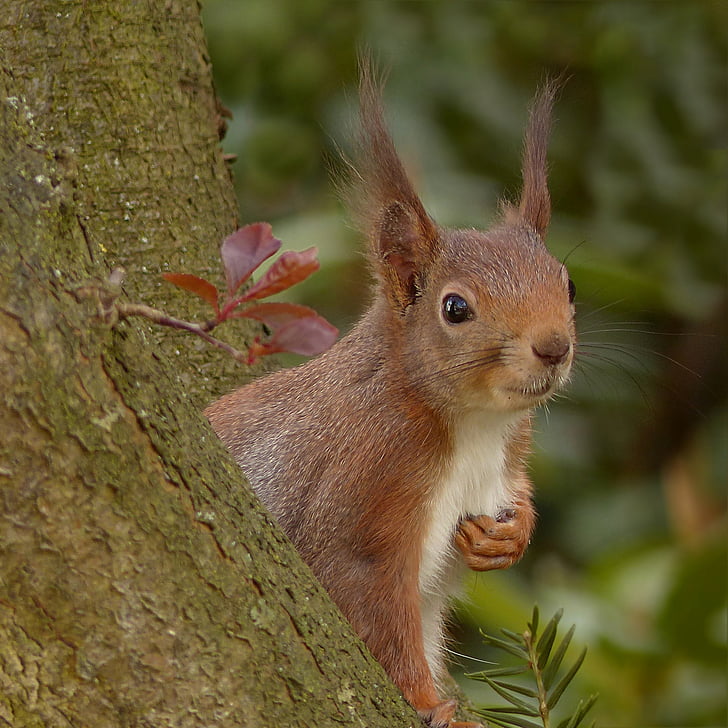selective photo of brown and white squirrel