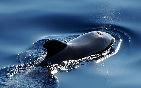 shallow focus photography of black dolphin