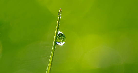 green leaf with rain drop