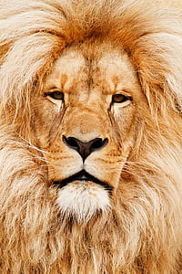 gold lion