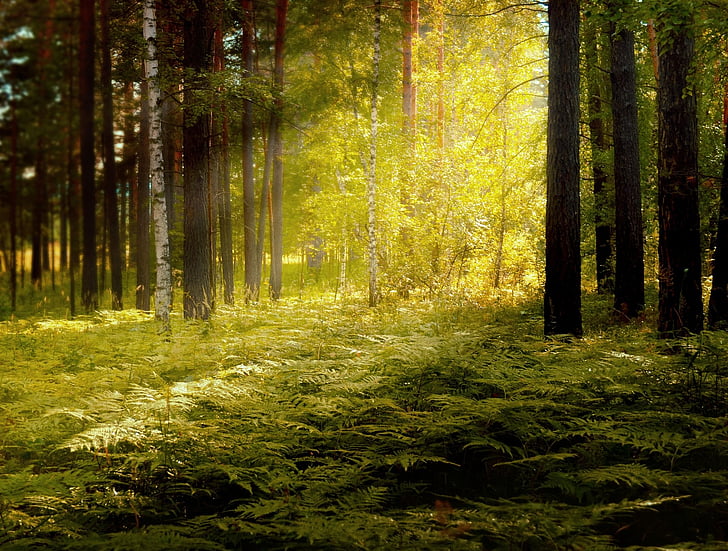 forest with sunlight illustration
