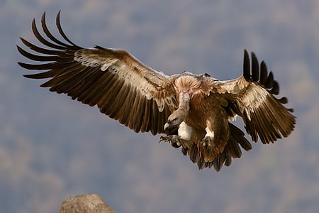 brown vulture flying during daytime