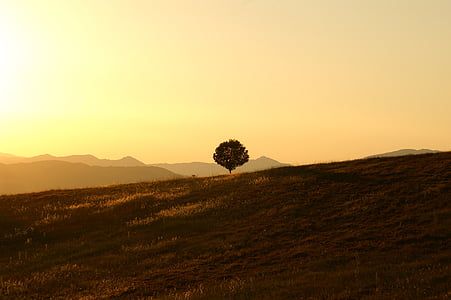 green leaf tree over silhouette of mountain during sunset