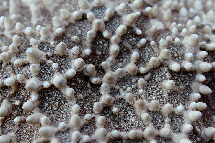 focused photo of coral