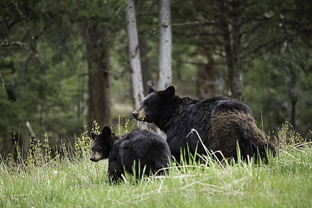 two black bear and cub lying on the grass during daytime