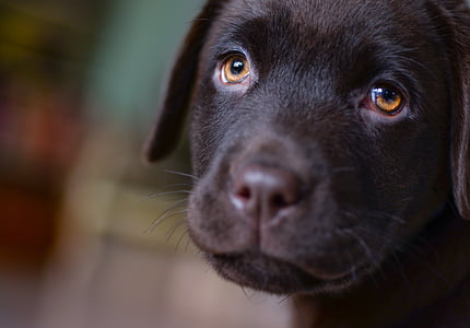 black Labrador retriever puppy on focus photo
