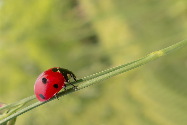 close-up photography of lady bug on green twig