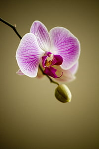 selective focus photo of purple orchid