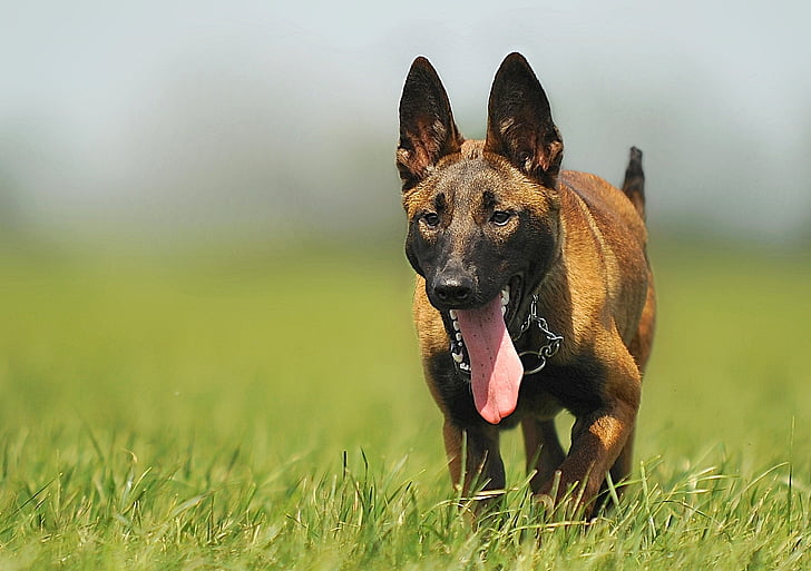 brown Belgian malinois puppy running on grass field during daytime close-up photography