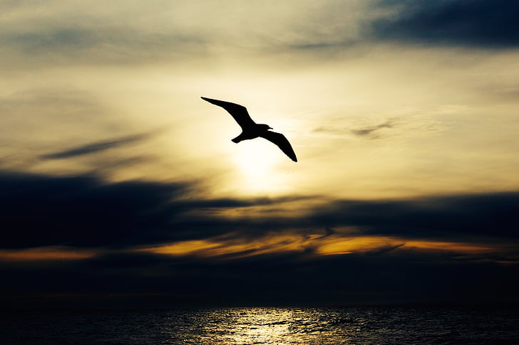silhouette of gull flying