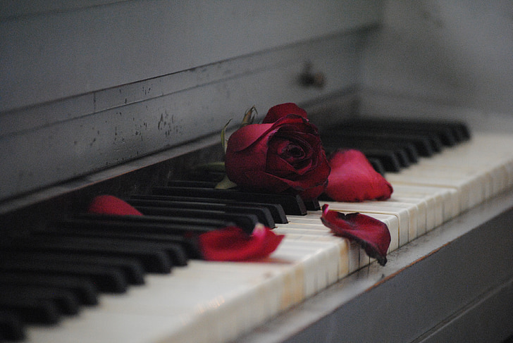 shallow focus photography of red rose on white and black piano