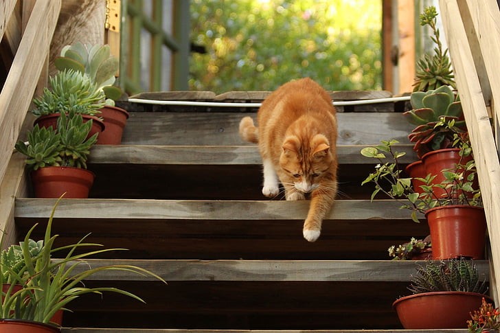 photo of orange tabby cat walking stair