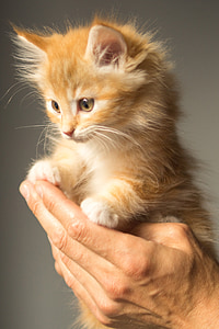 person holding orange Tabby kitten