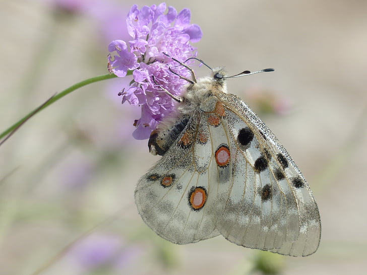 shallow focus photography of butterfly with purple flower