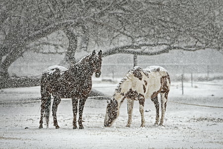 landscape photography of black and brown and white horses during winter